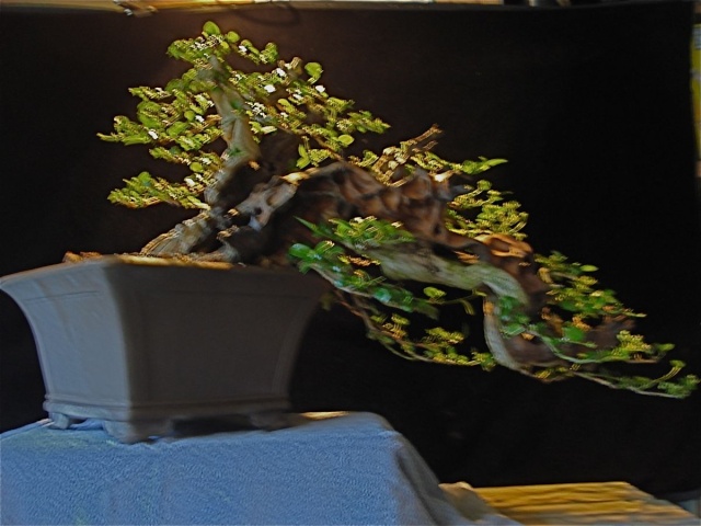 Rare species of bonsai - Page 2 Dsc03210