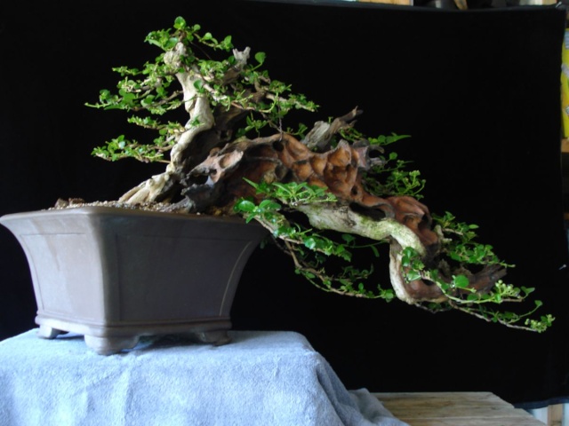 Rare species of bonsai - Page 2 Dsc03211