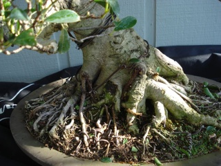 collected banyan 10 years later  Dsc04016