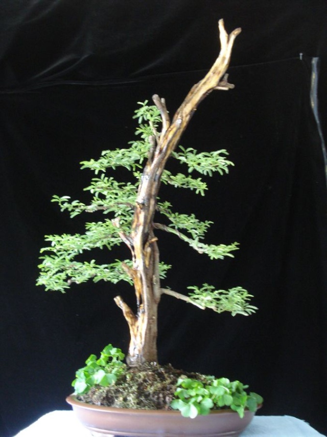 Rare species of bonsai - Page 3 Dsc08025
