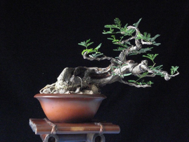 Rare species of bonsai - Page 3 Dsc08026