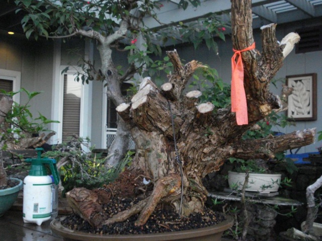 " by default" kabudachi and "after a second thought" bougainvillea Dsc08226