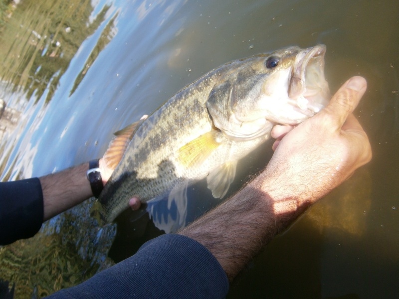 Black bass de 50 cm en float tube P1010113