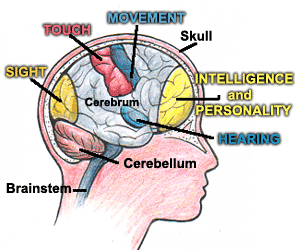 الدماغ البشري  Brain110