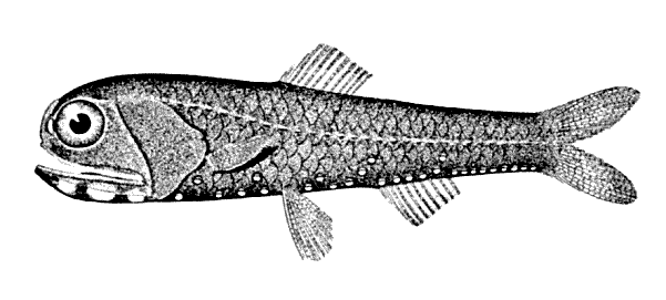 سمك الفانوس  Califo10
