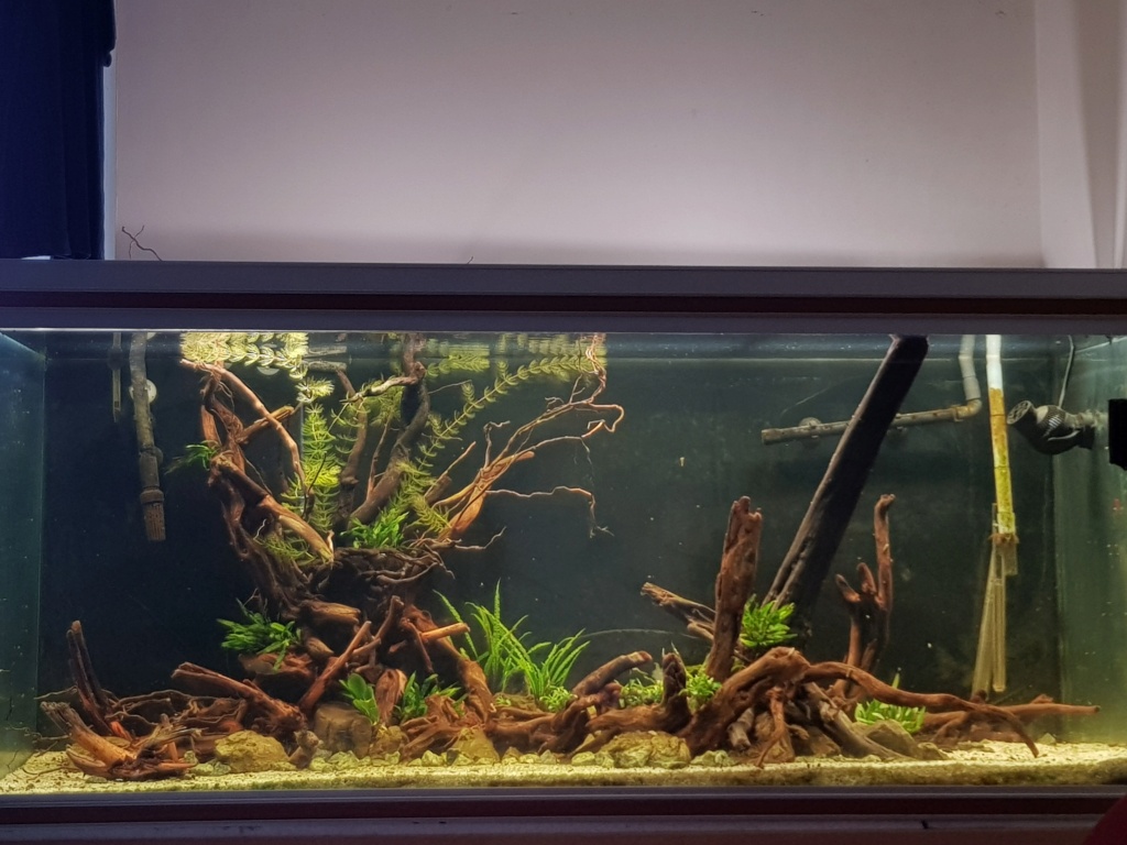 le 160 l de verdure, 500 l amazonien et 200 l planté - Page 10 20220510