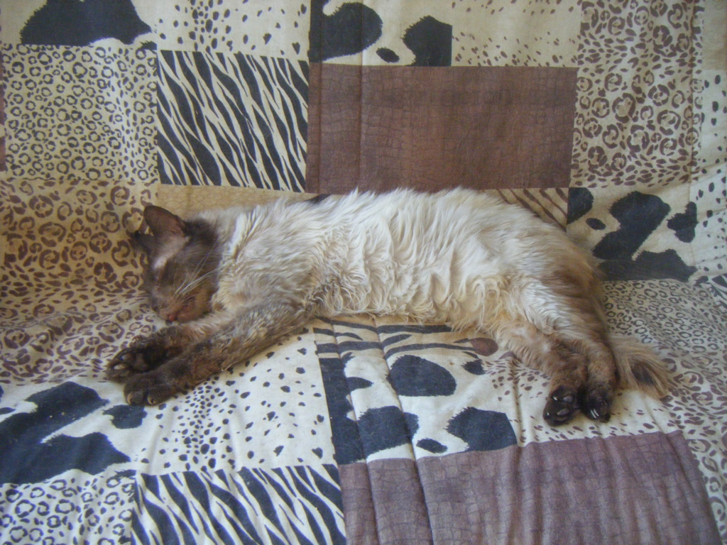 MARIUS, chat mâle né vers 2011, chez Manuela (Roumanie) En FALD chez VERNAT Marius14