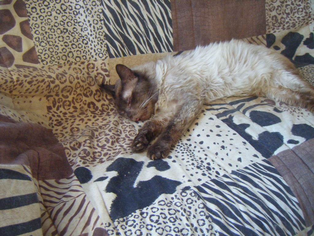 MARIUS, chat mâle né vers 2011, chez Manuela (Roumanie) En FALD chez VERNAT Marius15