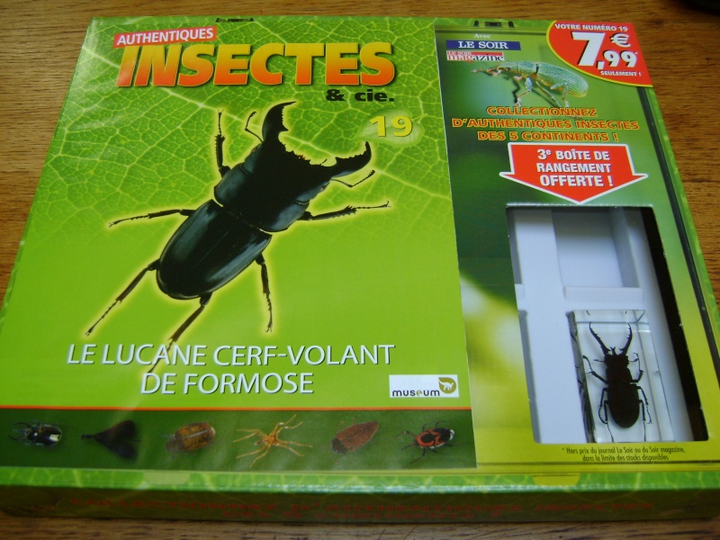 Nous faisons la collection des insectes géants et vous ? - Page 3 Dsc06010
