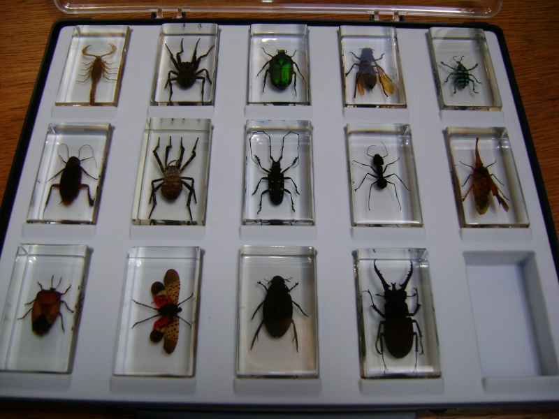 Nous faisons la collection des insectes géants et vous ? - Page 3 Dsc06014