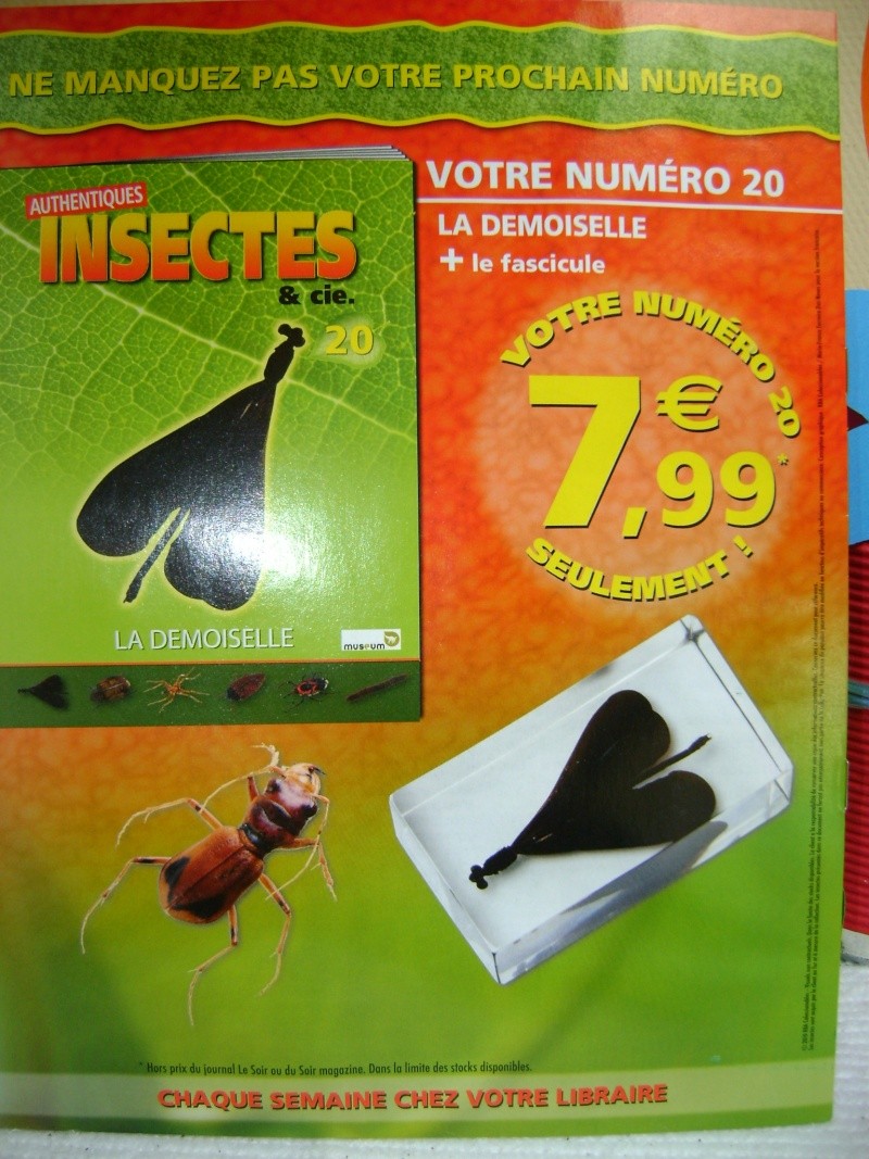 Nous faisons la collection des insectes géants et vous ? - Page 3 Dsc06016