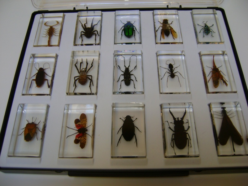 Nous faisons la collection des insectes géants et vous ? - Page 3 Dsc06115