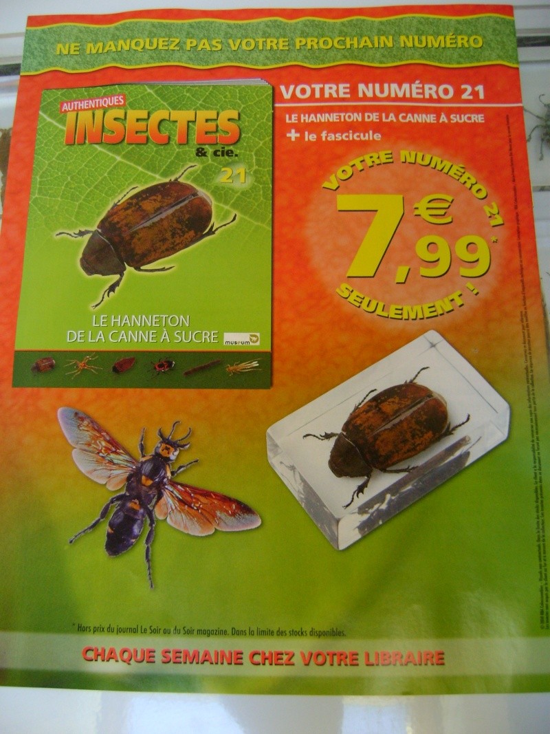 Nous faisons la collection des insectes géants et vous ? - Page 3 Dsc06116