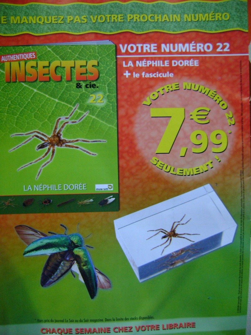 Nous faisons la collection des insectes géants et vous ? - Page 3 Dsc06123
