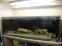 fishroom de nicolas Imgp3516