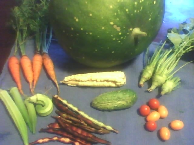 Today's harvest means soup tonight Garden24