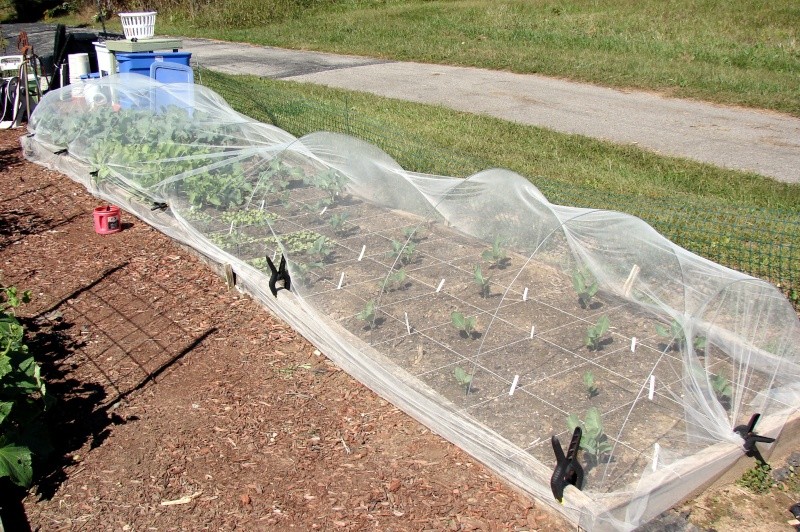 Oh man, I LOVE fall gardening! Dsc04711