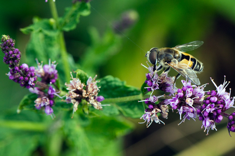 [Eristalis arbustorum] syrphe _mg_0110