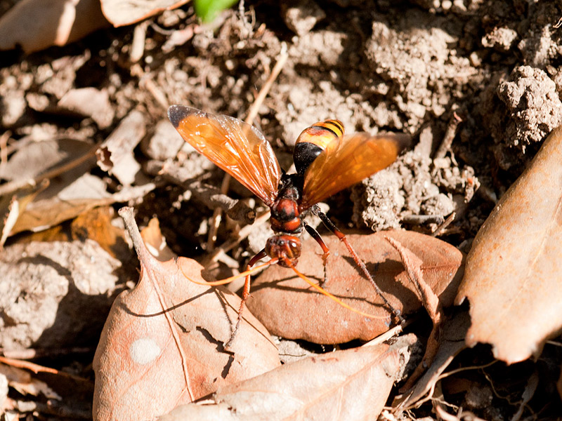  Cryptocheilus alternatus _mg_0810