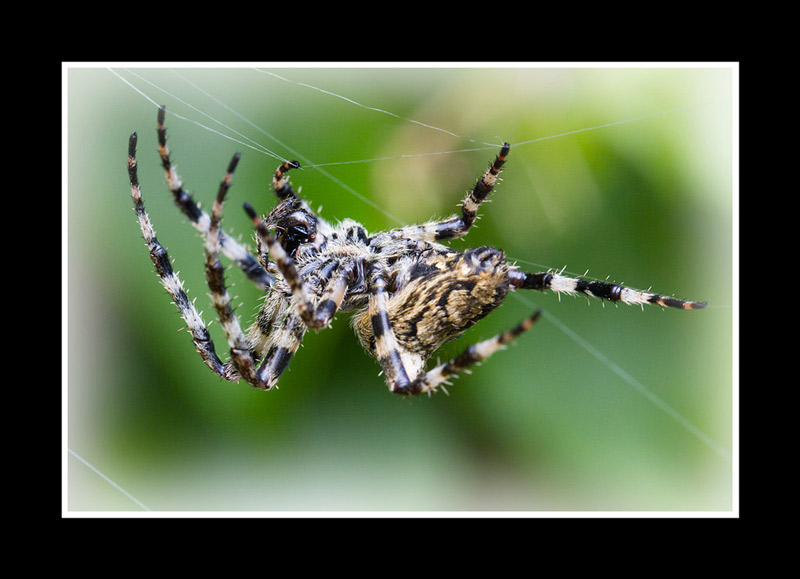 Araneidae _mg_2712