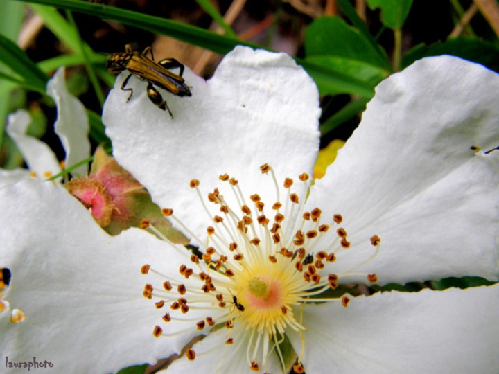 Oedemera flavipes su fiore selvatico P6021013