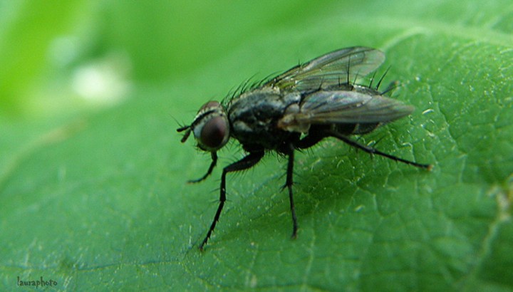 Mosca su insalata  (aggiunte foto) P7150515