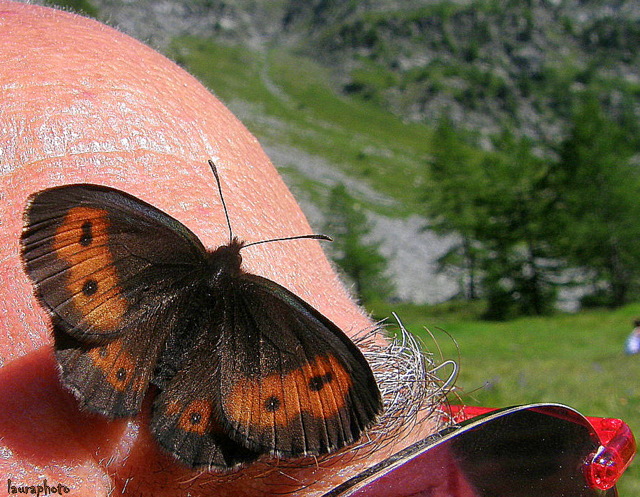 Posatoio particolare  ad Arpy  -  lago  - P7311010