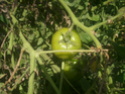 Natures Bounty..........8/31/2010 Dsci0315