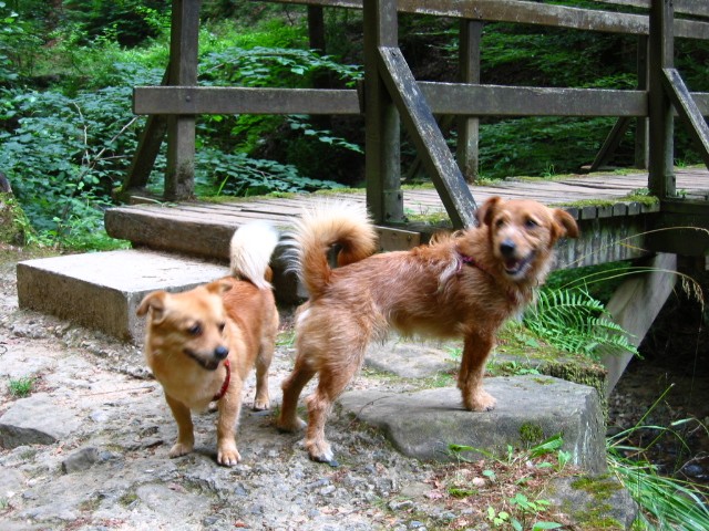 PIET, mâle croisé ratier/fox de 2,5 ans Img_0512