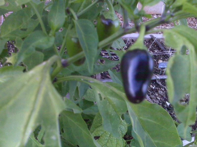 Calling Jalapeno Experts:  Black Jalapenos??? 10510