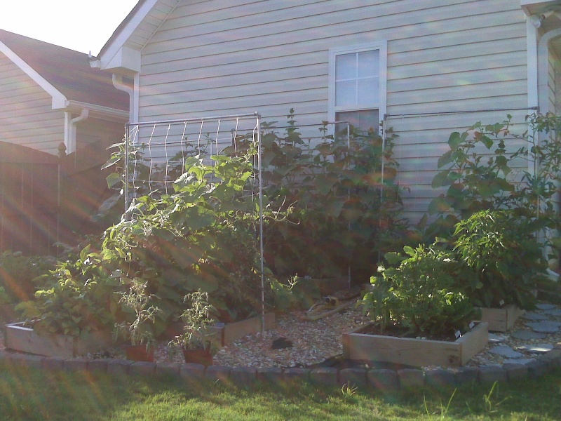 Pruning Cucumber Plants? Img00810