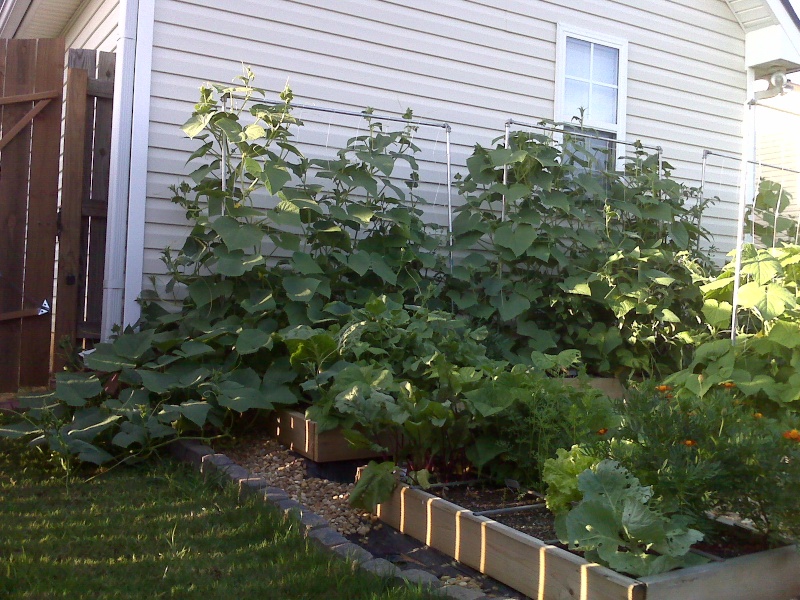 Pruning Cucumber Plants? Img00811