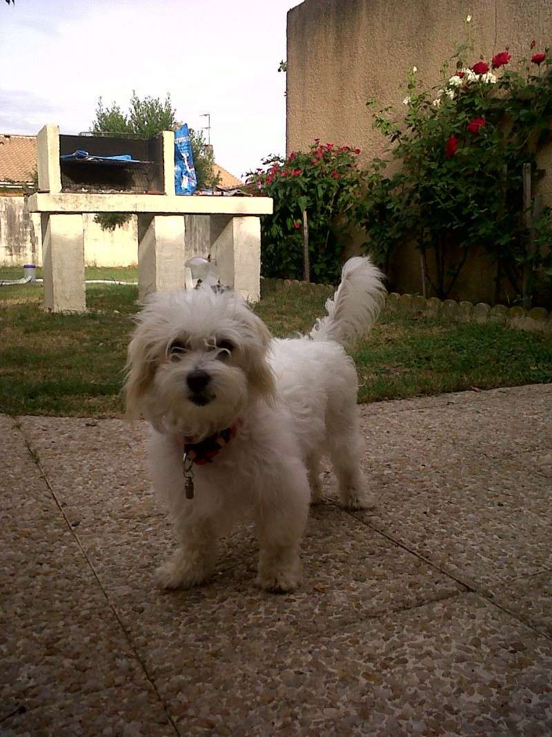 la nouvelle vie de TINA petite coton de tulear apres la galère la belle vie !! Img00110