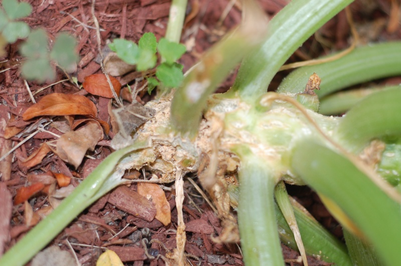 The Evil Squash Vine Borer has gotten me Dsc_0019