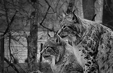 Lynx versions 1 et 2 19020911