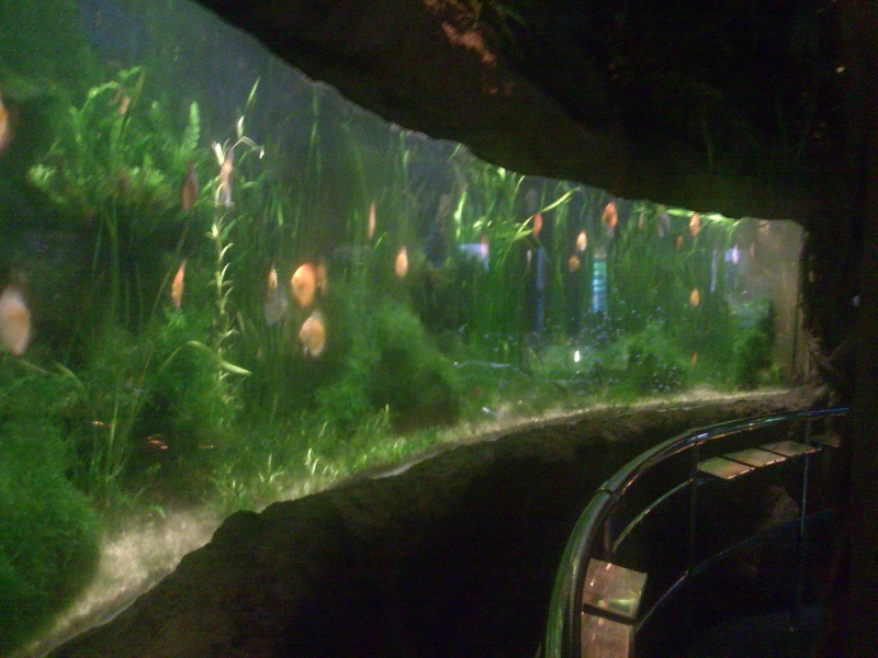 aquarium barcelone Photo010