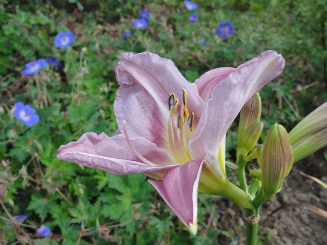 Floraison de ce début d'automne 2012_233