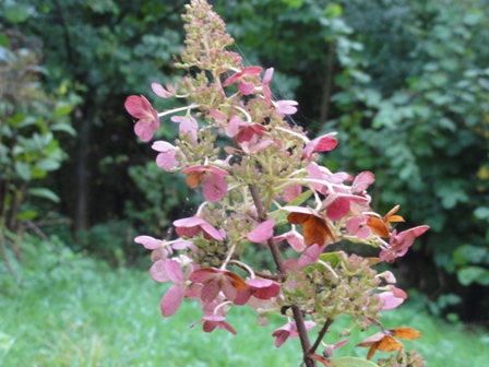 Les couleurs d'automne des hydrangeas... 2012_271
