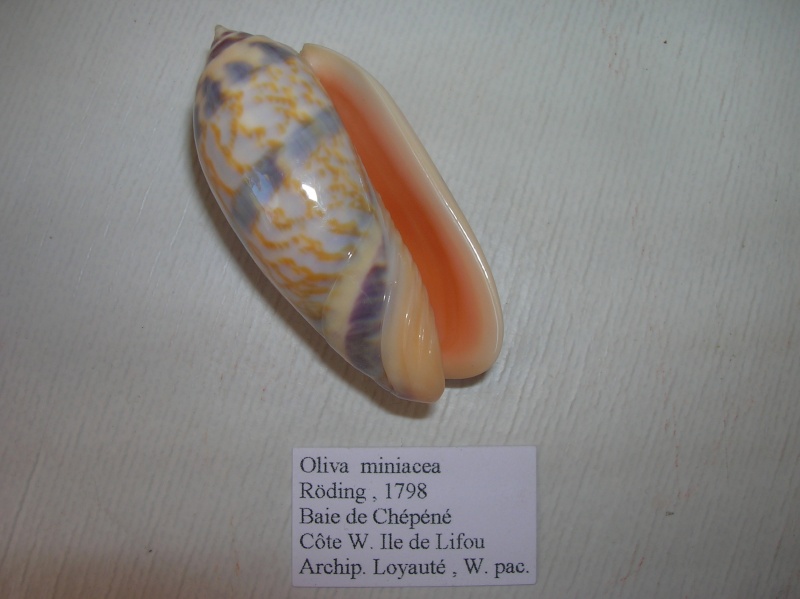 Miniaceoliva miniacea - Les différentes formes  Dscn1120