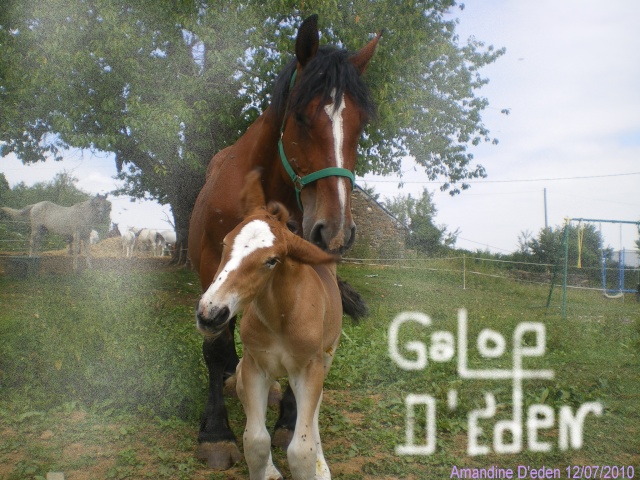 Forum de l'association Galop d'eden Bannie10