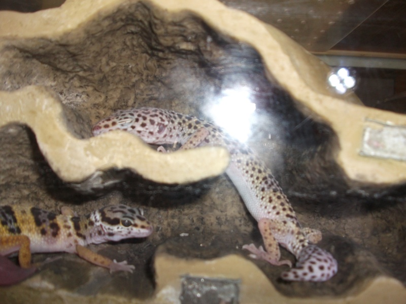 Mes geckos léopard !  Chez_a10
