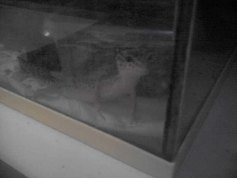 Mes geckos léopard !  P0706111