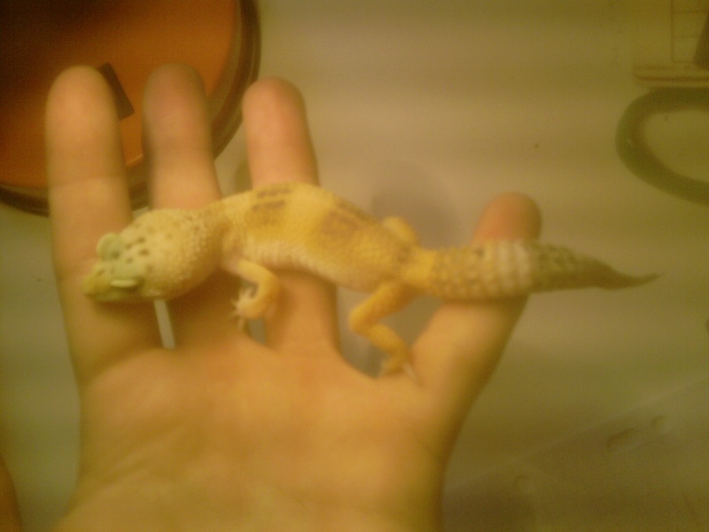 Mes geckos léopard !  P2205110