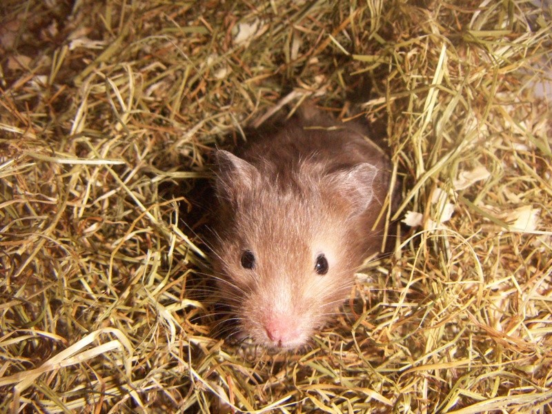 Bébés hamsters angora. F13