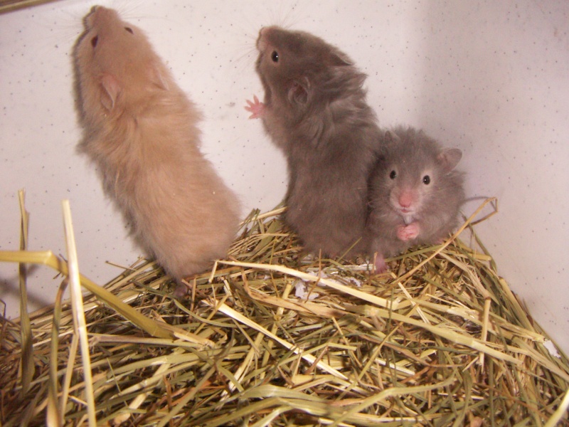 Bébés hamsters angora. Pict0081