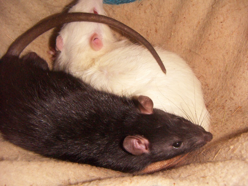 [A réserver] 12 ratons noirs à chaussettes blanches ! [49...] Pict0092