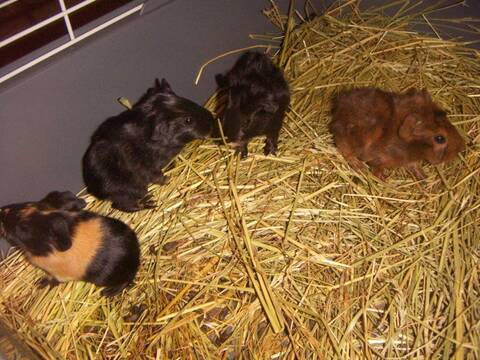 Cochons d'inde adoptés - Au Bazar des NAC