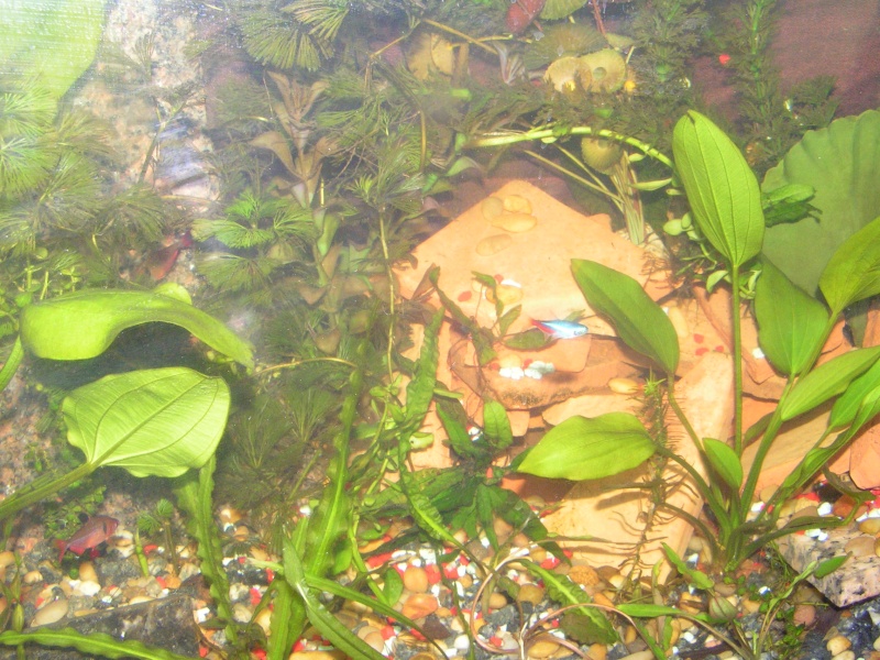 How many REAL aquarium plants do you have?  (POLL) Female13