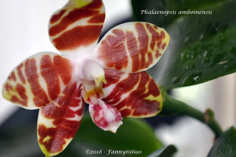 Phalaenopsis amboinensis Csc_0017