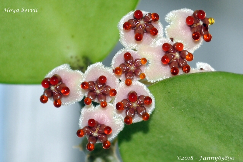 Hoya kerrii Csc_0024